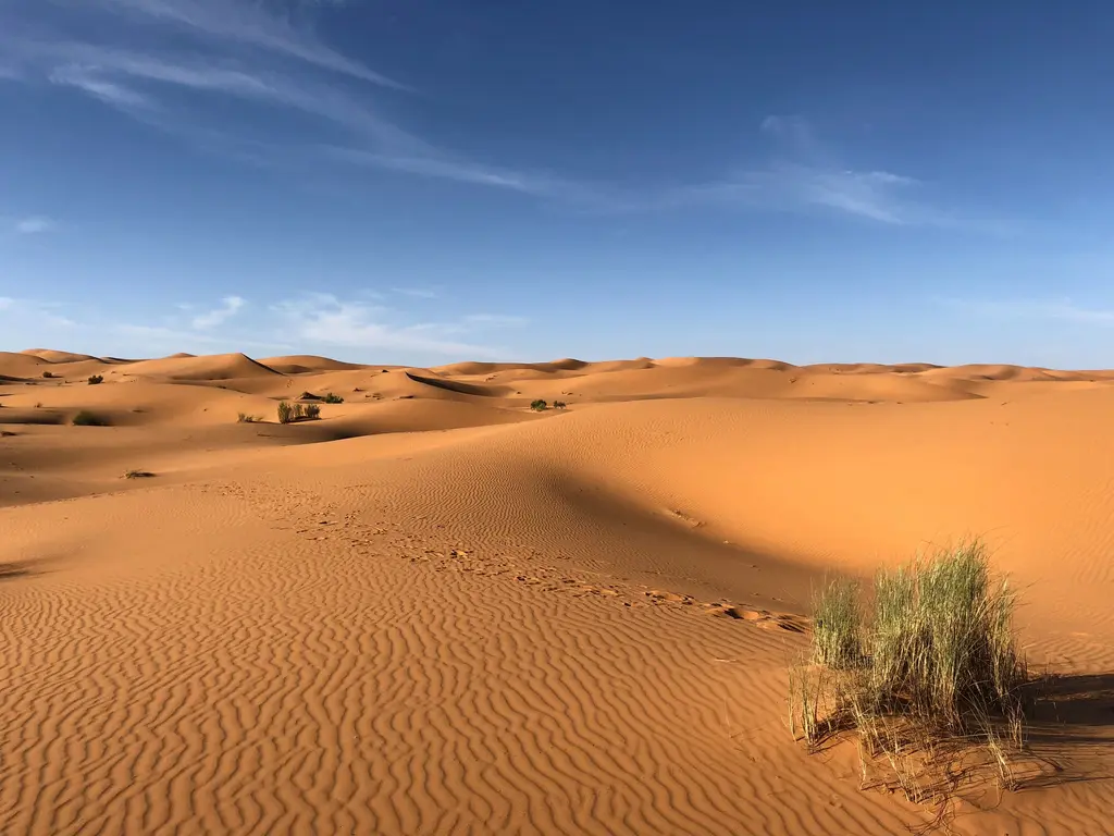 Thar Desert